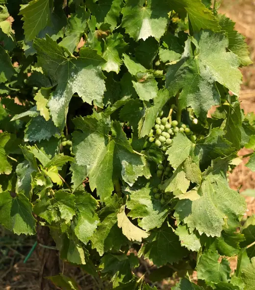 image-vigneti-3 image-vigneti-3