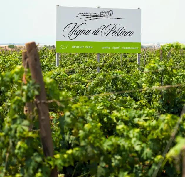 image-vigneti-5 image-vigneti-5