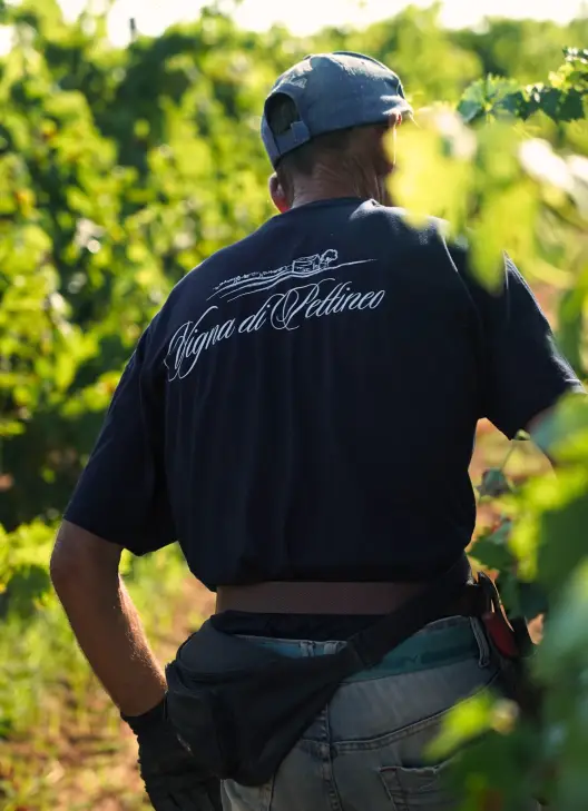 image-vigneti-6 image-vigneti-6